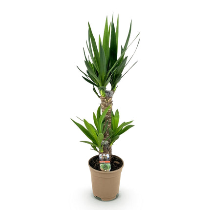 Yucca Elephantipes - ↕75cm - Ø17cm