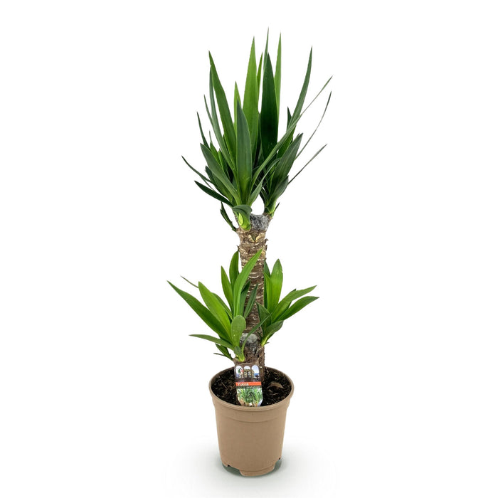 Yucca Elephantipes - ↕75cm - Ø17cm