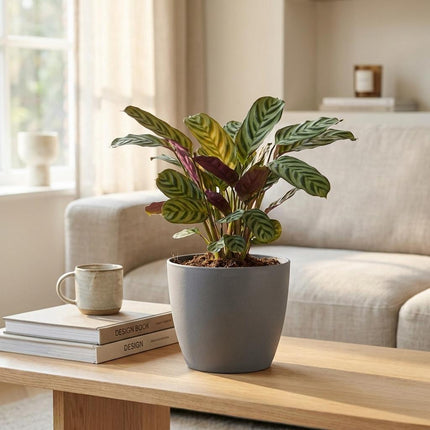 Ctenanthe Burle Marxii - Visgraatplant - 2x - met Potter Grijs - Pot 12cm - Hoogte - 30cm