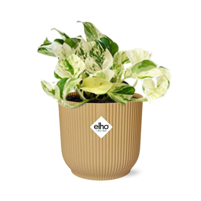 Epipremnum Pinnatum Happy Leaf in elho Vibes Fold Ø14cm geel