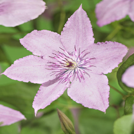 Clematis Hagley Hybrid – Clematis – Rosa Blüte – ↕40 cm – Ø11 cm – 2 Stück