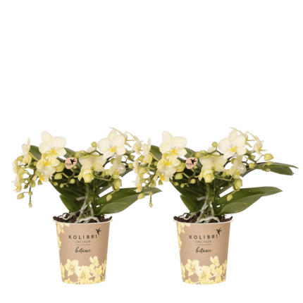 Kolibri Orchids | Combi Deal - 2 Gele Phalaenopsis Orchideeën Botanic Yellow - Ø9 cm