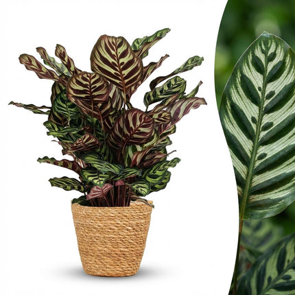 Calathea Makoyana - Pfauenpflanze - mit Korb - ↕70cm - Ø19cm
