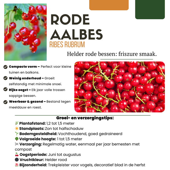 Fruitplanten mix Biologisch - set van 4 verschillende soorten - ↕20-25cm - Ø13cm "Vruchtenparadijs"