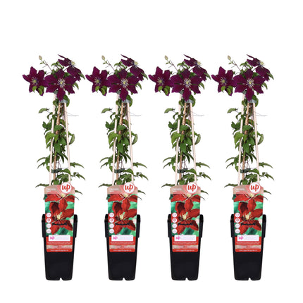 Clematis Niobe - Bosrank - ↕65cm - Ø15cm - 4x
