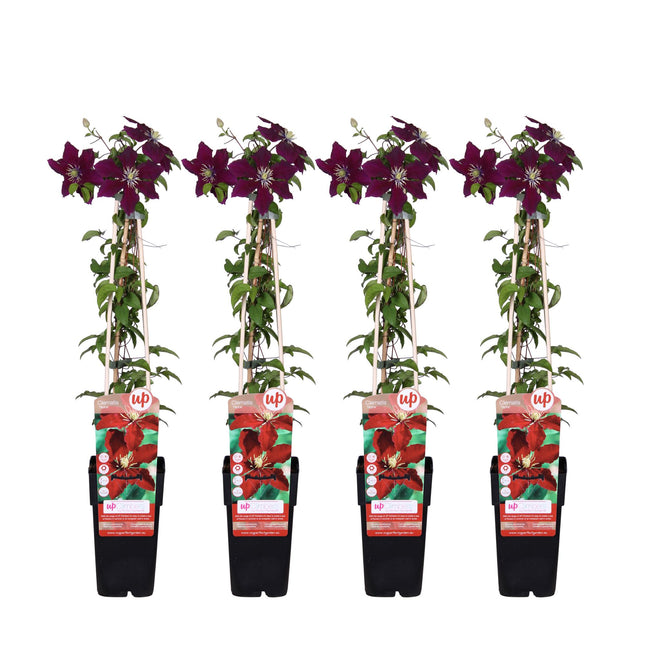 Clematis Niobe - Forest vine - ↕65cm - Ø15cm - 4x
