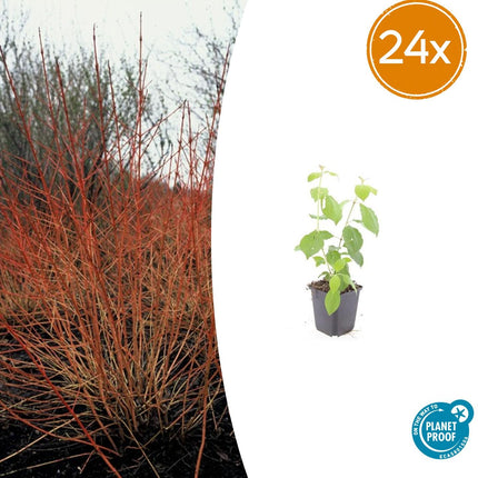 Cornus sanguinea 'Midwinter Fire' - Kornoelje - ↕10-25cm - Ø9cm - 24x