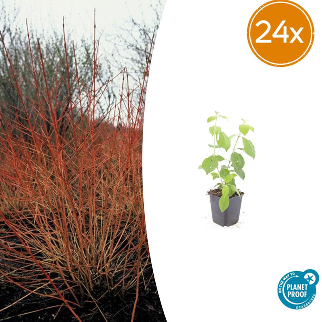Cornus sanguinea 'Midwinter Fire' - Corniolo - ↕10-25cm - Ø9cm - 24x