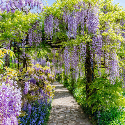 Blauwe regen - Wisteria floribunda Prolific - Bloem Blauw - ↕40cm - Ø11cm