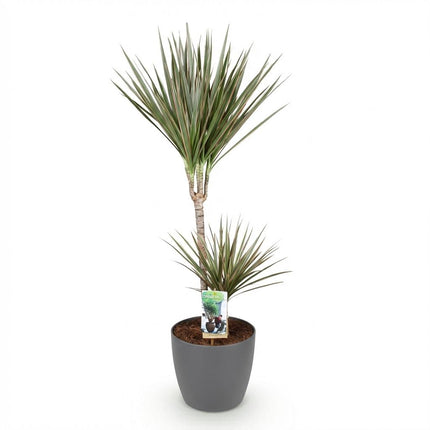 Dracaena Marginata Bicolor - Drakenbloedboom - met grijze plantenpot - ↕90-100cm - Ø21cm