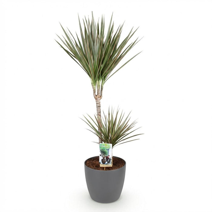 Dracaena Marginata Bicolor - Dragon Tree - with grey plant pot - ↕90-100cm - Ø21cm