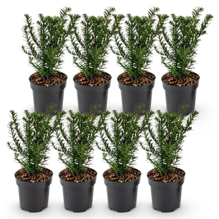 Taxus baccata - Venijnboom - 8x Haagplanten - Groenblijvend - Groen - Pot 9cm - Hoogte 20-30cm