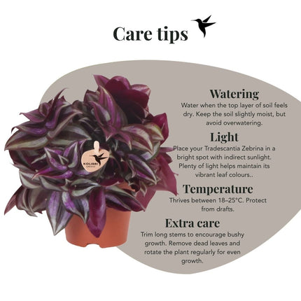 Tradescantia Zebrina - Vaderplant - Kolibri Greens - Ø9cm