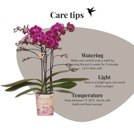 Kolibri Orchids | Paarse Phalaenopsis Orchidee - Mineral Morelia in Retro Sierpot Wit met Giftbox - Ø9 cm