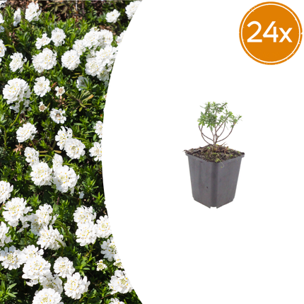 Scheefbloem - Iberis sempervirens 'Schneeflocke' - ↕10-25cm - Ø9cm - 24x
