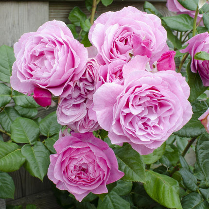 Rosa Crazy in love 'Pink' - Roze Roos - ↕65cm - Ø15cm