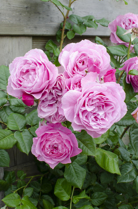Rosa Crazy in love 'Pink' - Roze Roos - ↕65cm - Ø15cm