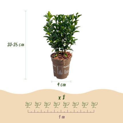 Euonymus japonica Green Spire - Kardinaalsmuts - 24x Haagplanten - Groenblijvend - Groen - Pot 9cm - Hoogte 20-25cm
