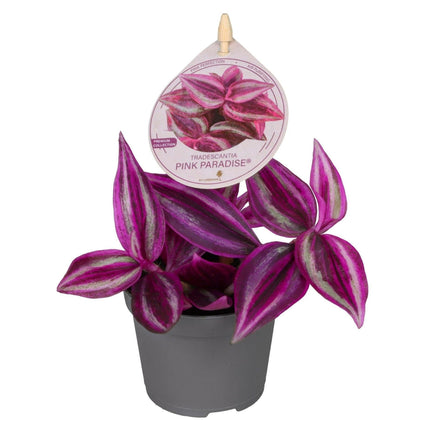 Tradescantia Pink Paradise® - Paars - Roze - Tropisch - Ø6cm - ↕5cm