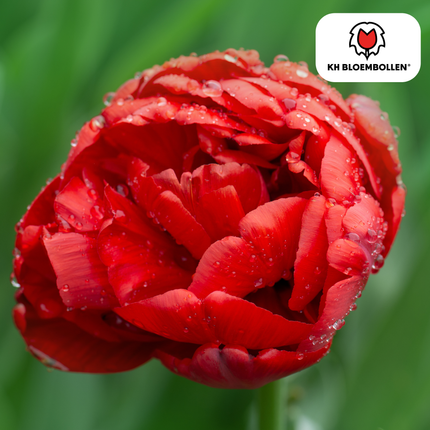 Bulbos de tulipán rojo espectacular – 20 unidades | KH Bloembollen® | Tulipán peonía rojo – Flor doble y de lujo – Para jardín o maceta – Tamaño 11/12 – ¡Directamente del productor!