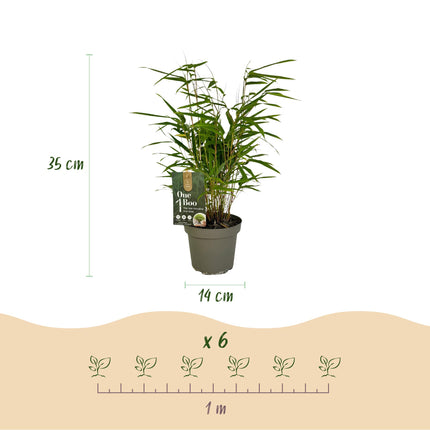 Bamboe - Fargesia Rufa - Niet Woekerend - Groen - ↕35cm - Ø14cm - 6x