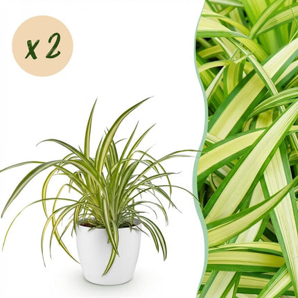 Chlorophytum comosum Variegatum - Variegated Spider Plant - with white plant pots - ↕20cm - Ø12cm - 2x
