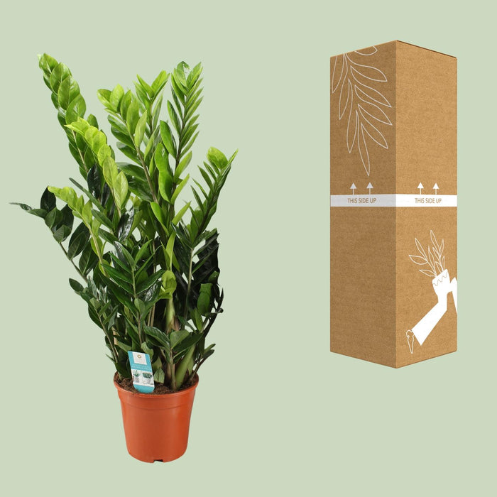 Zamioculcas Zamiifolia - ZZ Plant - ↕95cm - Ø21cm