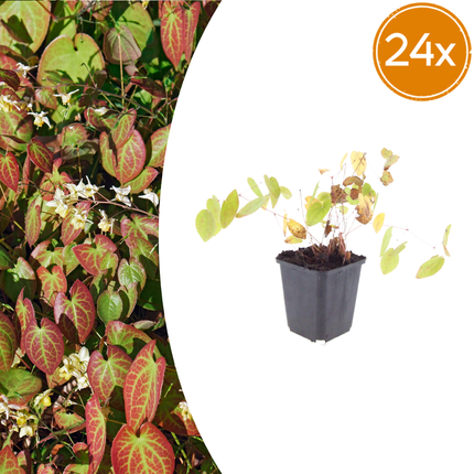 Epimedium youngianum 'Niveum' - Elfenbloem - ↕10-25cm - Ø9cm - 24x