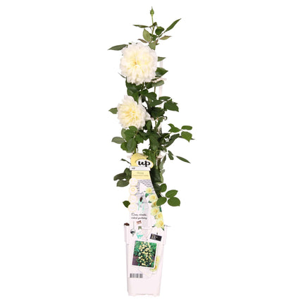 Rosa Crazy in love 'Vanilla' - Cremefarbenes Rosa - ↕65cm - Ø15cm
