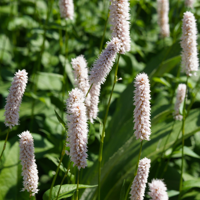 6x Persicaria bistorta 'Superba' - ↕10-25cm - Ø9cm