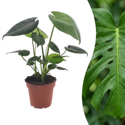 Monstera Deliciosa - Gatenplant - Pot 12cm - Hoogte - 30cm