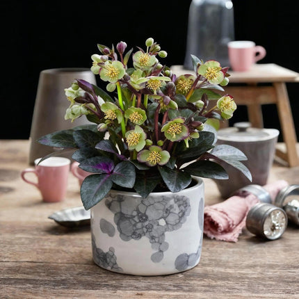 Lenteroos - Helleborus lividus Purple Marble - Paarse Bloem - ↕35cm - Ø14cm