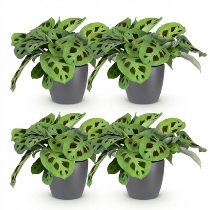Maranta Fascinator Kerchoveana - Zebraplante - med grå urtepotter - ↕25cm - Ø12cm - 4x