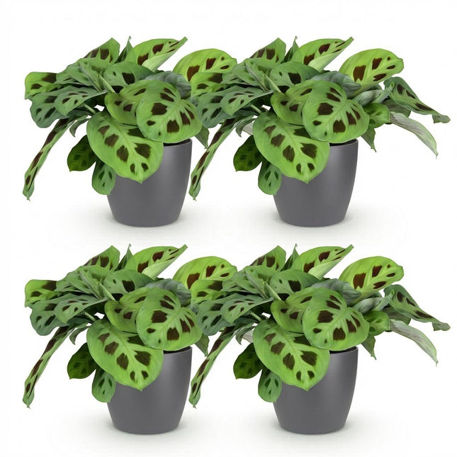 Maranta Fascinator Kerchoveana - Zebra plant - with grey plant pots - ↕25cm - Ø12cm - 4x