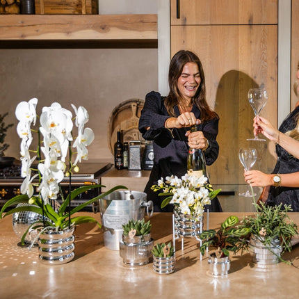 Kolibri Orchids | Plantenset Allure Shiny Zilver - Witte Phalaenopsis Orchidee Blossom Lausanne & 2 Succulenten