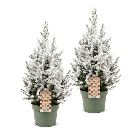 2x Picea glauca Conica - Kegelspar - Groen - Wit - Kerstboom - Ø19cm - ↕65cm