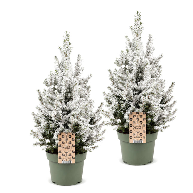 2x Picea glauca Conica - Kegelspar - Groen - Wit - Kerstboom - Ø19cm - ↕65cm