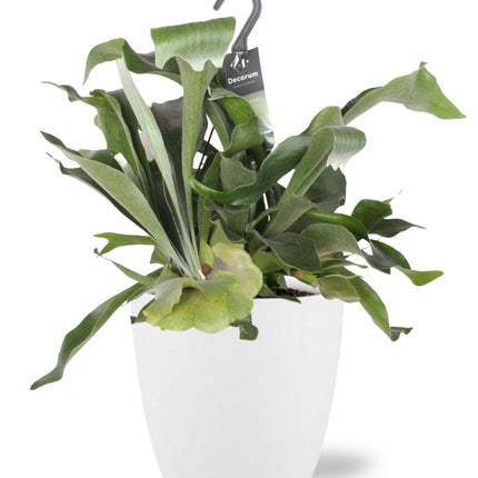Platycerium Bifurcatum - Ø17cm - ↕30cm + Maceta Bruselas D18x17cm - Blanco