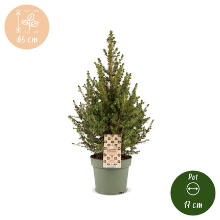 4x Picea glauca Conica - Kegelspar - Groen - Kerstboom - Ø17cm - ↕65cm