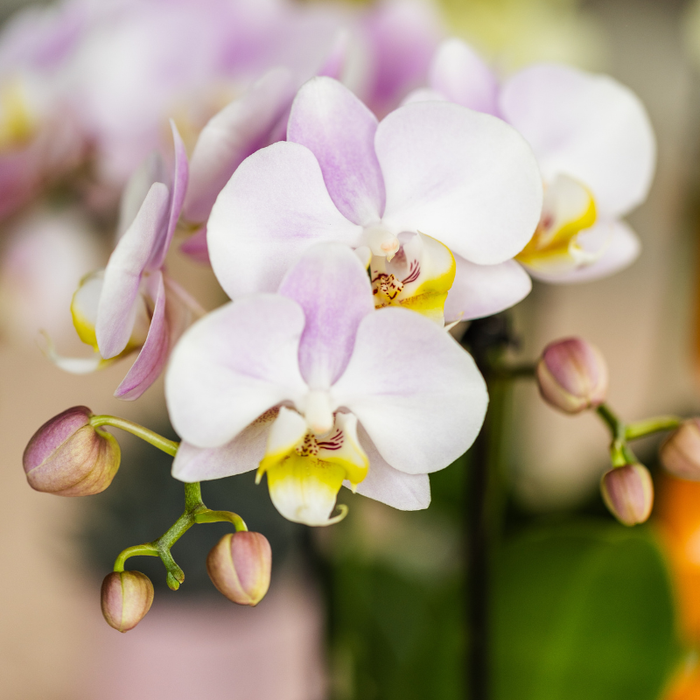 Kolibri Company | Giftset Creatives | Roze Portugal orchidee + DIY schilderpakket – incl. sierpotten, verf, kwasten & dienblad