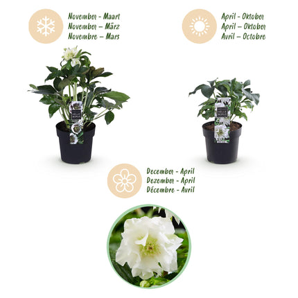 Lenten Rose - Helleborus orientalis Double Ellen White - White Flower - ↕35cm - Ø14cm