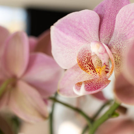 Dusty pink Phalaenopsis orchid - Jewel Treviso - pot size Ø9cm | flowering houseplant