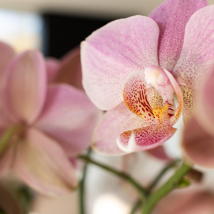 Oudroze Phalaenopsis orchidee - Jewel Treviso - potmaat Ø9cm | bloeiende kamerplant