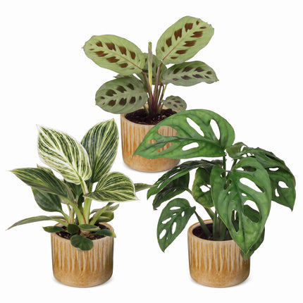 Baby Plants Surprise Box 3x - Verrassingsbox kleine planten - Diversen - Tropisch - incl. Linnea Honey - Ø6cm - ↕5-15cm