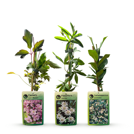 Klimplaten Tricolor Colourfull - Driekleurige klimplant 12x - Licht Roze - Wit - Paars - Klimplant - Ø9cm - ↕35cm