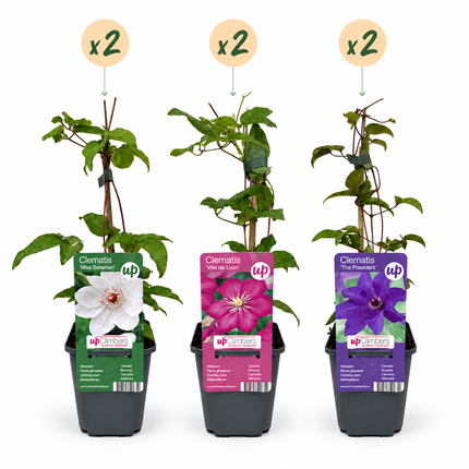 Clematis Tricolour - Driekleurige bosrank 6x- Paars - Roze - Wit - Klimplant - Ø9cm - ↕35cm
