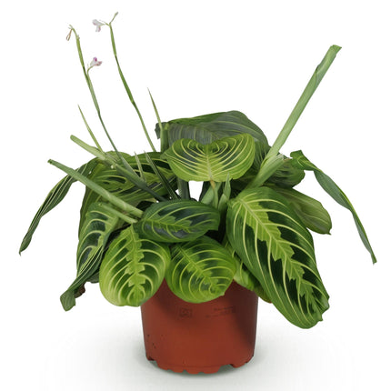 Maranta Fascinator Lemon Lime - Prayer Plant - ↕25cm - Ø12cm