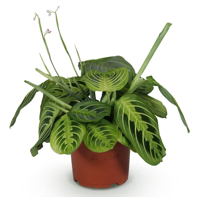 Maranta Fascinator Lemon Lime - Gebedsplant - ↕25cm - Ø12cm