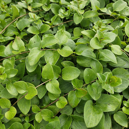 Vinca major 'Alba' - Grande pervenche - ↕10-25cm - Ø9cm - 60x