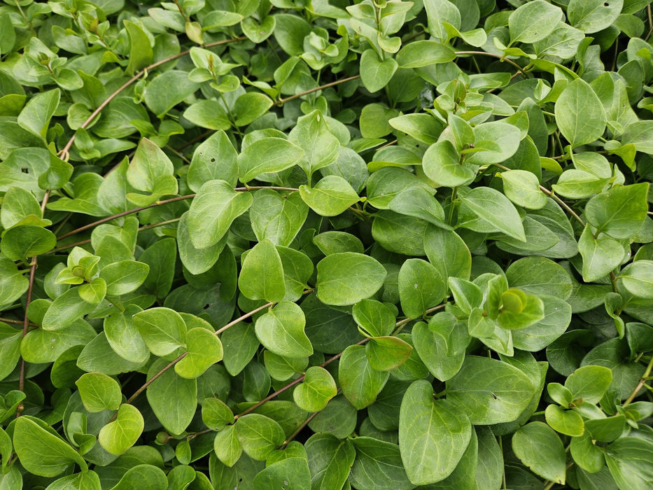 Vinca major 'Alba' - Grote Maagdenpalm - ↕10-25cm - Ø9cm - 60x